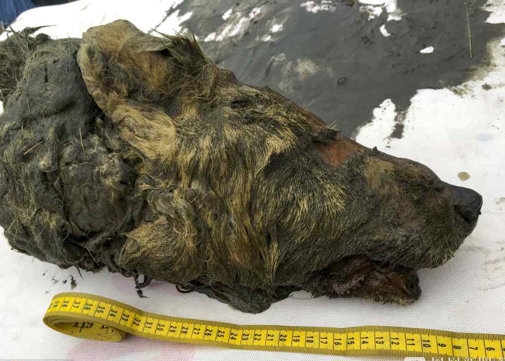 西伯利亚发现4万年前的野狼断头