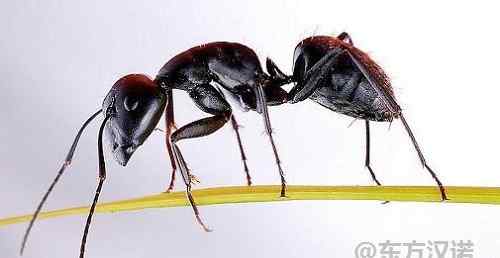 蚂蚁怕什么 蚂蚁怕什么东西？蚂蚁的天敌是什么