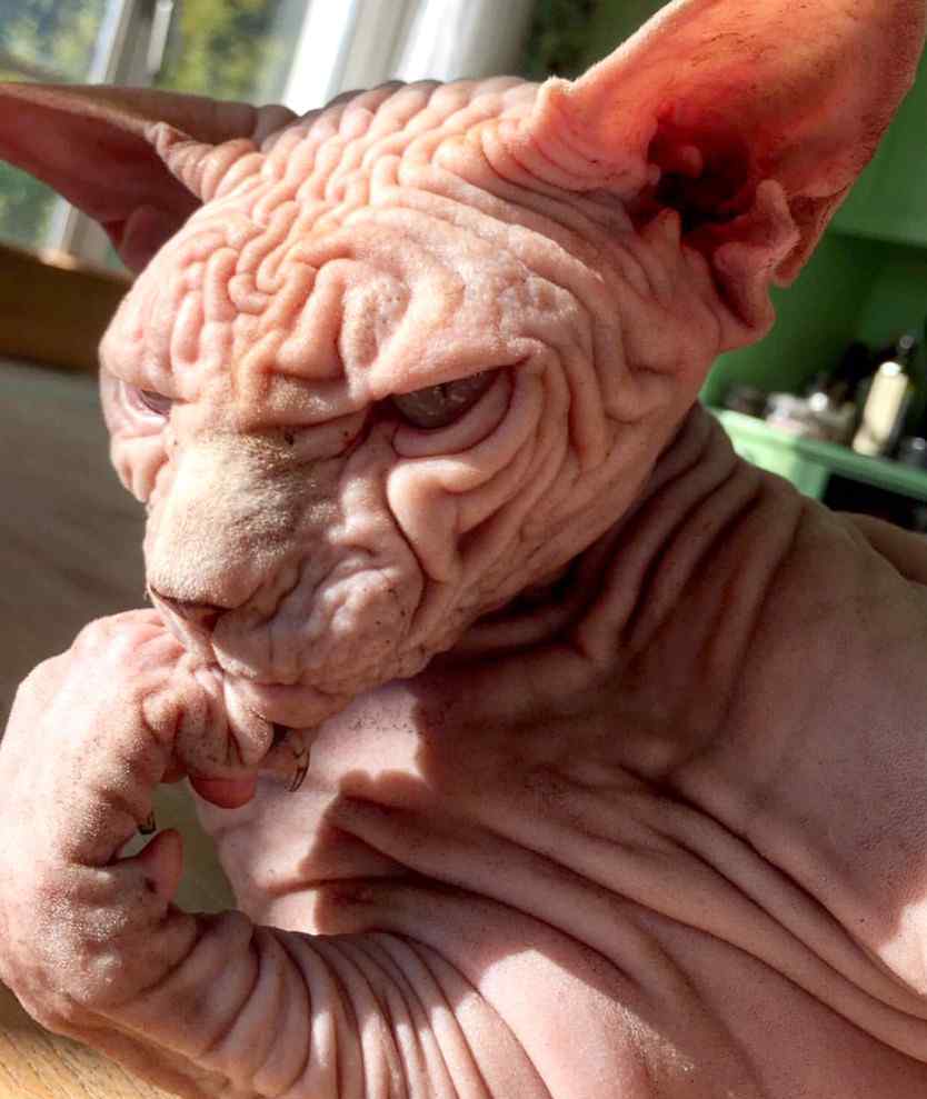 瑞士无毛猫Xherdan图片爆红网络 满身皱纹疑似外星人宠物