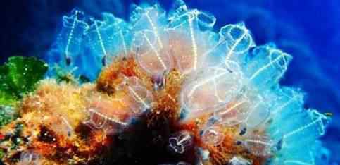 海洋最萌生物有哪些 海洋可爱生物图片