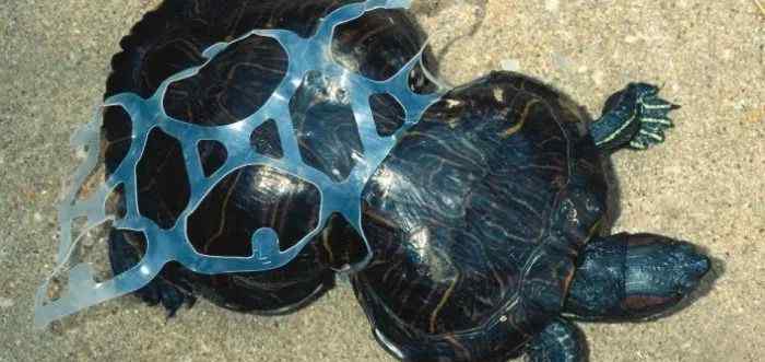 被垃圾塑料缠绕的海龟图片 海洋生物遭受的垃圾灾难