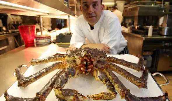 十大恐怖海洋生物有哪些 食人怪大乌贼长20米