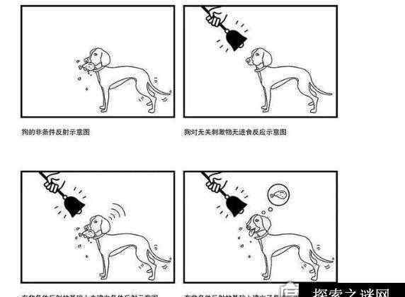 巴甫洛夫的狗：条件反射实验 反应不经大脑思考
