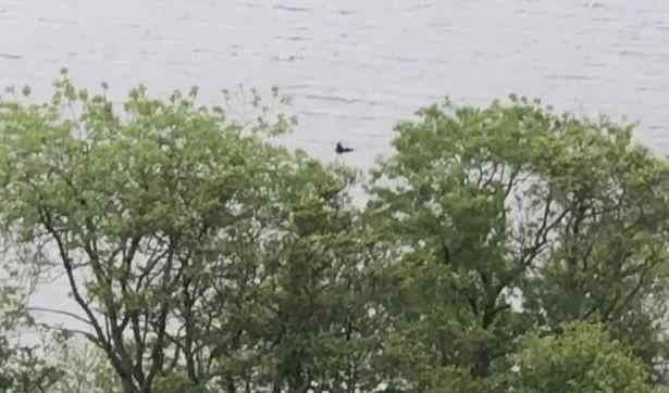 夫妻尼斯湖拍到水怪 照片清晰通体漆黑