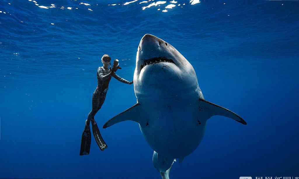 世界上最大的白鲨 身长达6米