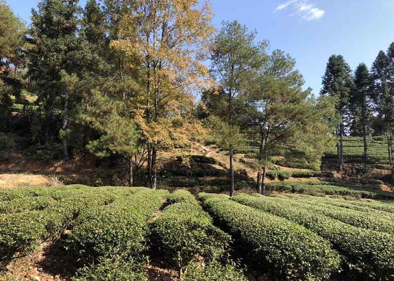岩茶有哪些品种 武夷岩茶知名品种有哪些