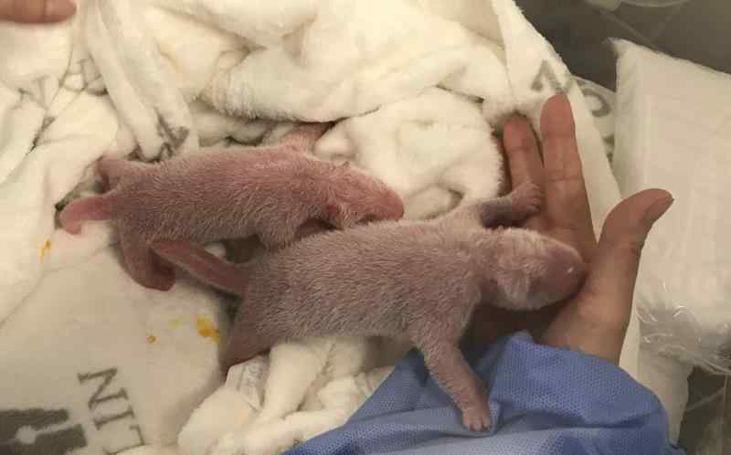 成都旅德大熊猫“梦梦”诞下一对双胞胎