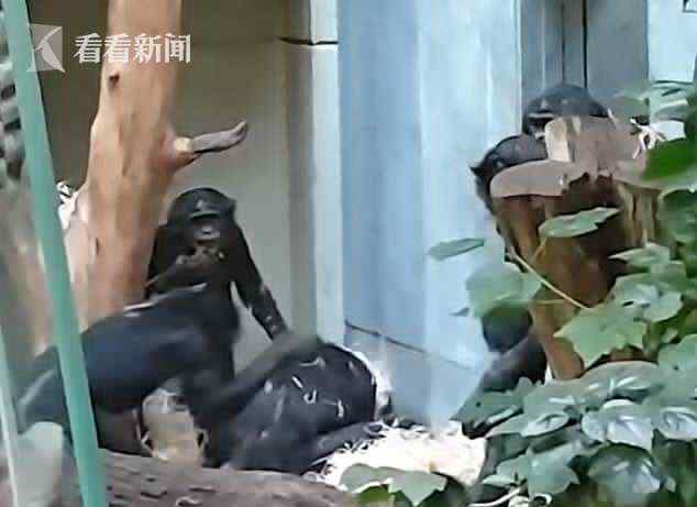 送给德国的猩猩遭霸凌 英国人不干了:还是弄回来
