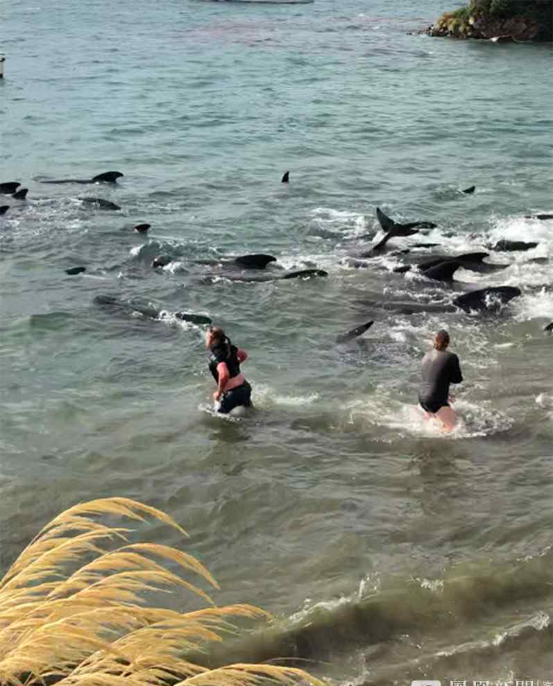 近30头鲸鱼不慎搁浅