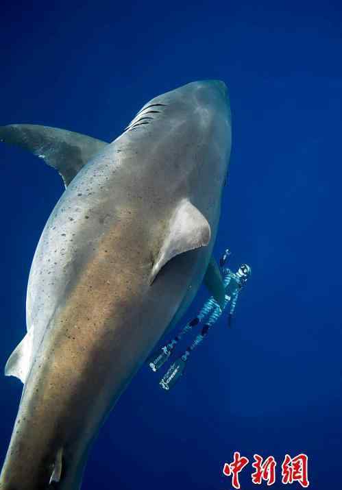 全球最大白鲨现身夏威夷 身长达6米
