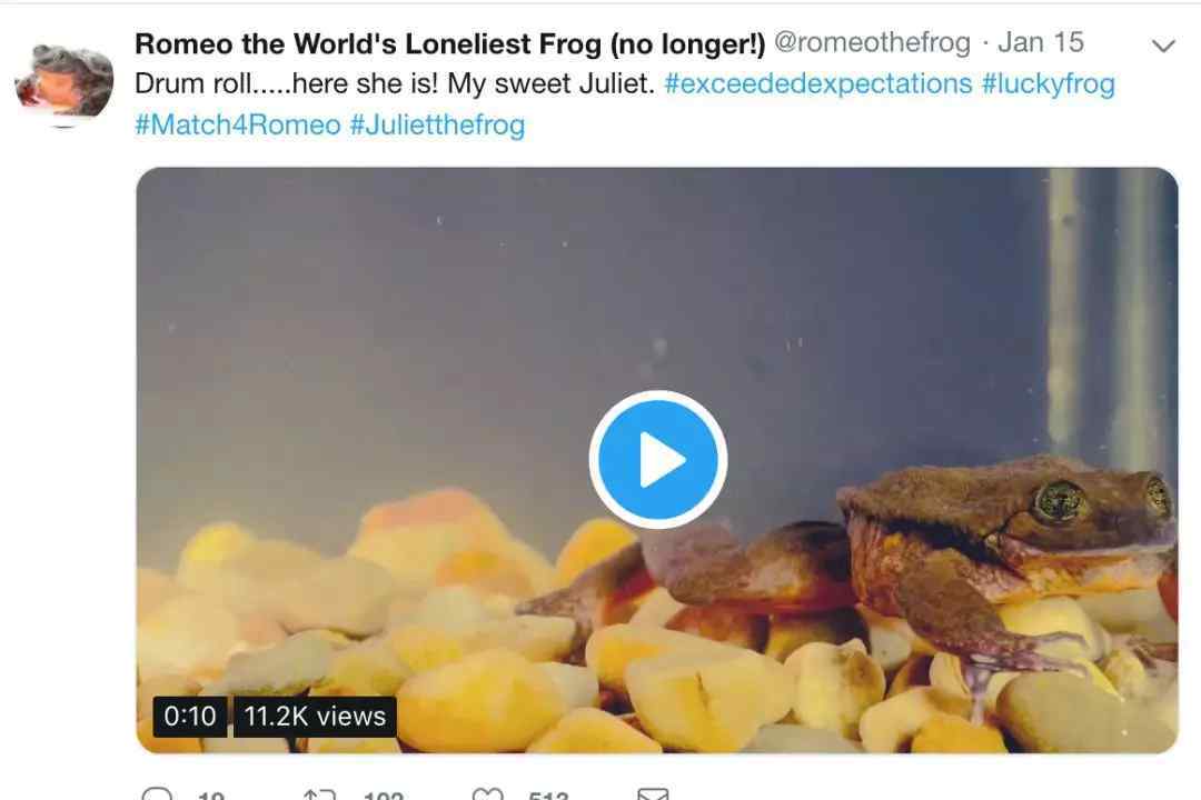 世界上最孤独的青蛙“罗密欧”脱单了 一只Sehuencas水蛙