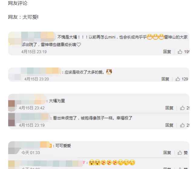 雷神山流浪小奶猫一年后成胖橘 雷神喵长大啦 真相到底是怎样的？