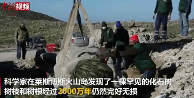 希腊发现2000万年前化石树