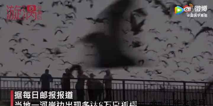 澳大利亚一地遭8万狐蝠入侵 为什么会那么多狐蝠