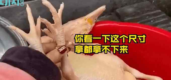 过年杀鸡找到丢失多年金戒指