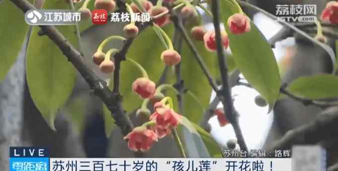 苏州370岁孩儿莲盛开 植物长什么样 名字有何由来