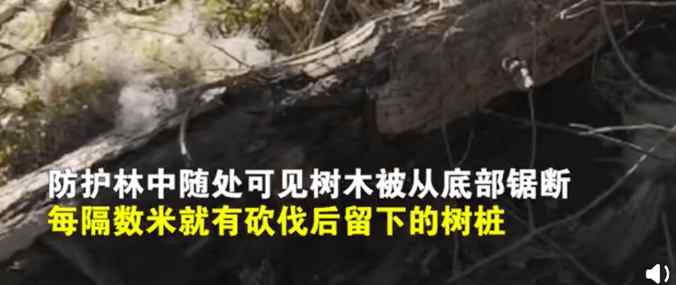 甘肃成立调查组调查敦煌防护林被毁 甘肃敦煌防护林被毁事件