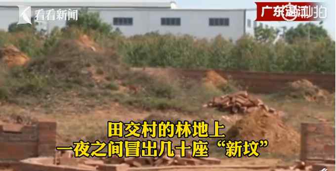 林地上一夜之间冒出36座新坟？挖开后网友都看不下去了：都是假的！