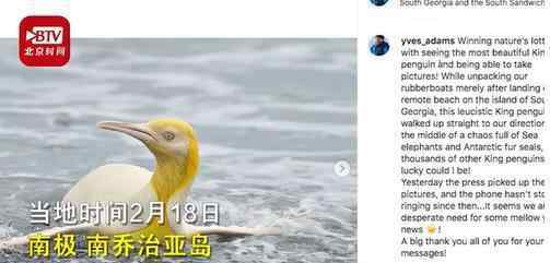 南极发现全球首只金色企鹅 真相到底是怎样的？