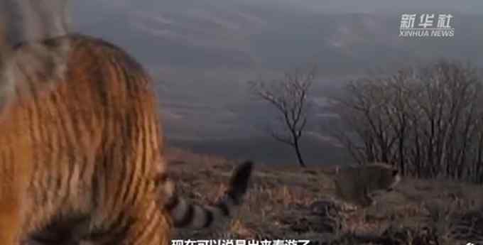 “大王”亲自来巡山？吉林4只东北虎组团“春游”
