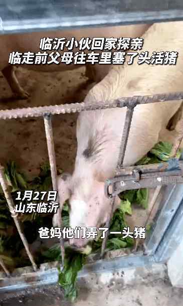 大惊喜!男子回家探亲离别时爸妈送活猪