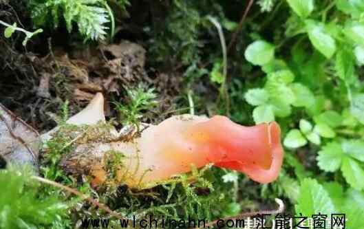 贵州发现6.3亿年前生物 究竟是怎么发现