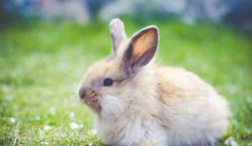 属兔女人致命弱点 属兔最苦的是在什么年龄
