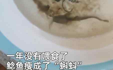 福建男子把鲶鱼忘水缸里一直没喂食，一年后才想起来这回事，再去看时水里一幕让他当场惊了。