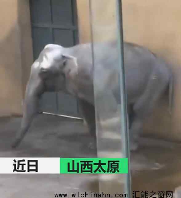 太原动物园大象摇头数月疑抑郁 为什么会这样