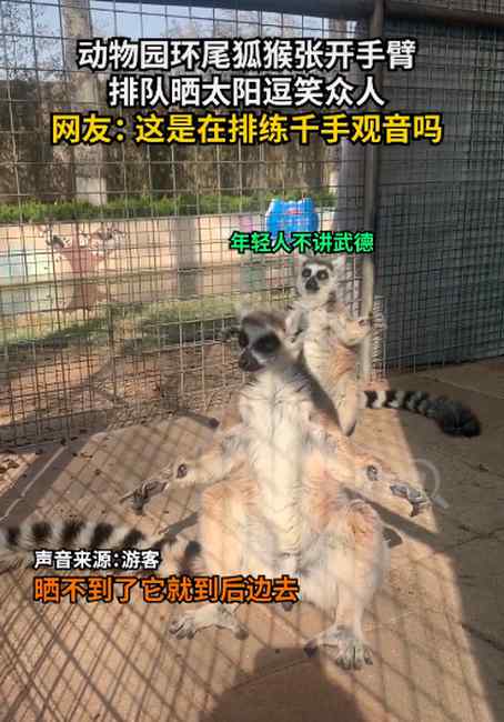 逗笑众人！环尾狐猴张开手臂排队晒太阳 网友： 在练千手观音吗？