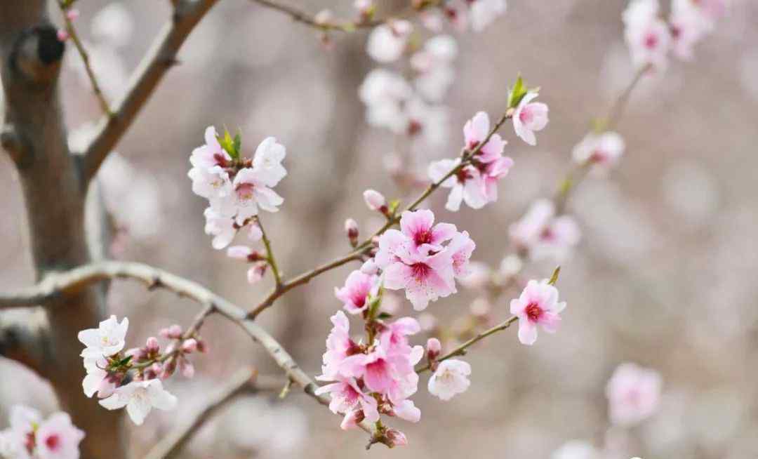 平谷桃花海 想体验22万亩桃花海？平谷桃花节开幕，赏花路线看这个就对了！