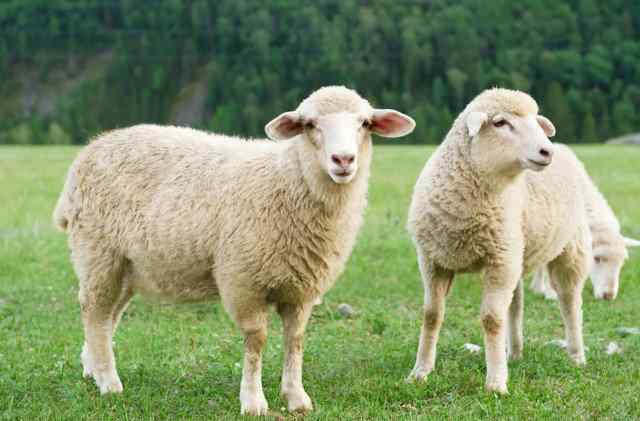 1979年羊人42岁后命运财运 1979年的羊住几楼最旺 79羊人命运财运