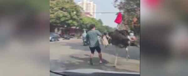 鸵鸟趁主人不注意逃上街头狂奔 现场画面曝光!!