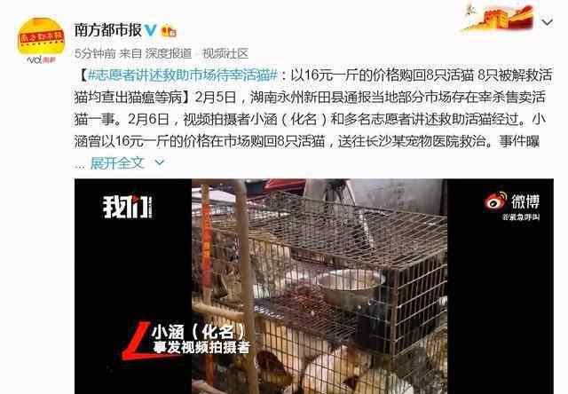 市场活猫被解救后查出猫瘟