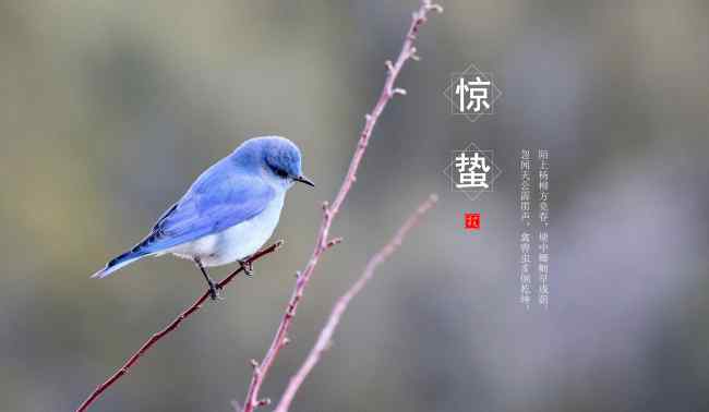 惊蛰节气的特点和风俗 惊蛰节气有什么特点