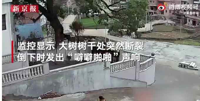 万幸没事！古树断裂倾倒瞬间女子紧护孩子 监控拍下惊险一幕