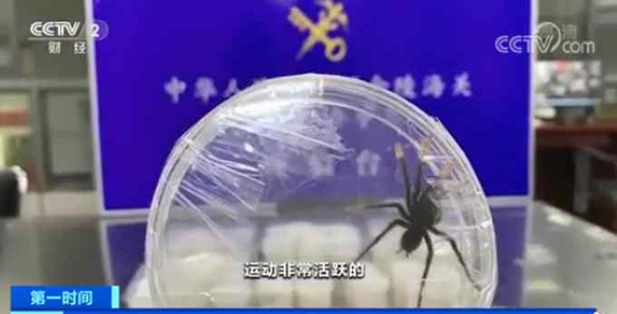 画面惊心！金陵海关截获巨人粉红脚蜘蛛 网友：看着心里发毛