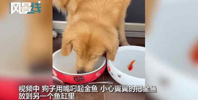 金毛给金鱼换水