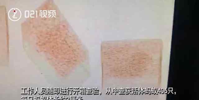 上海海关查获406只活体蚂蚁 该包裹已移交有关部门做销毁处理