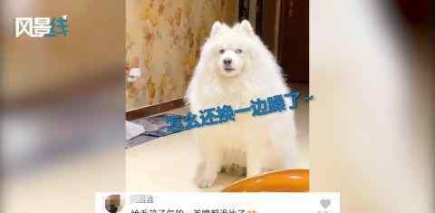 狗狗被楼上邻居吵醒翻白眼 对此大家怎么看？
