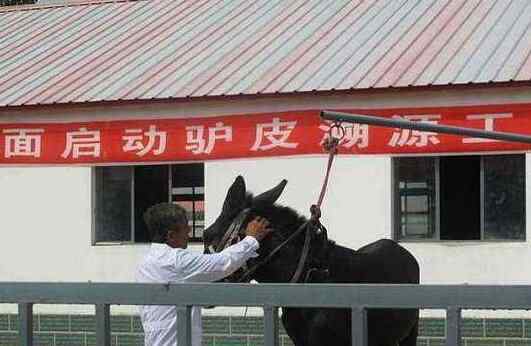 东阿回应阿胶造假 背后真相实在太可恶