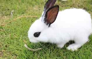 哪个生肖最旺兔 属兔命中贵人
