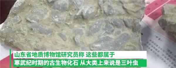 10岁男孩游玩时发现古生物化石 到底是什么状况?