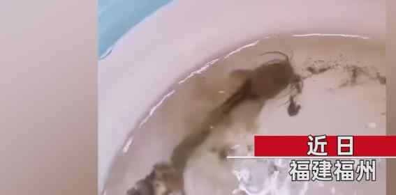 福建男子把鲶鱼忘水缸里一直没喂食，一年后才想起来这回事，再去看时水里一幕让他当场惊了。