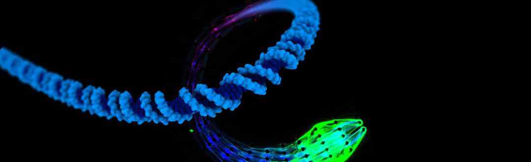 罗丹的资料 材料学的突破：“类生命材料”首次实现！DNA软机器人以新陈代谢驱动 | 独家专访