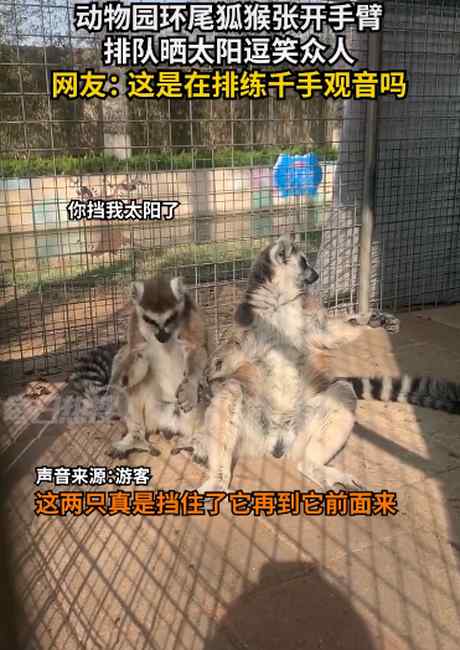 逗笑众人！环尾狐猴张开手臂排队晒太阳 网友： 在练千手观音吗？