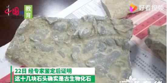 10岁男孩游玩时发现古生物化石 事件详情始末介绍！