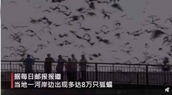 澳大利亚一地遭8万狐蝠入侵 狐蝠是什么东西