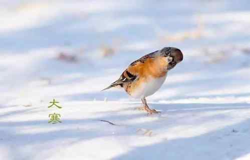 2021大寒具体时间几点几分 大寒是几月几日2021年