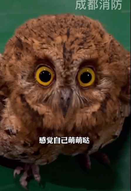 有困难找消防！猫头鹰幼崽自己跑到消防队求助 走时还一步三回头